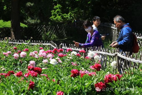 风信子花期：春末夏初，每日晨光绽放