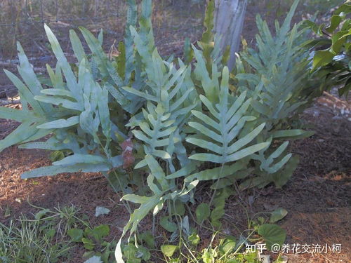 蓝星水龙骨叶片发黄是什么原因导致的