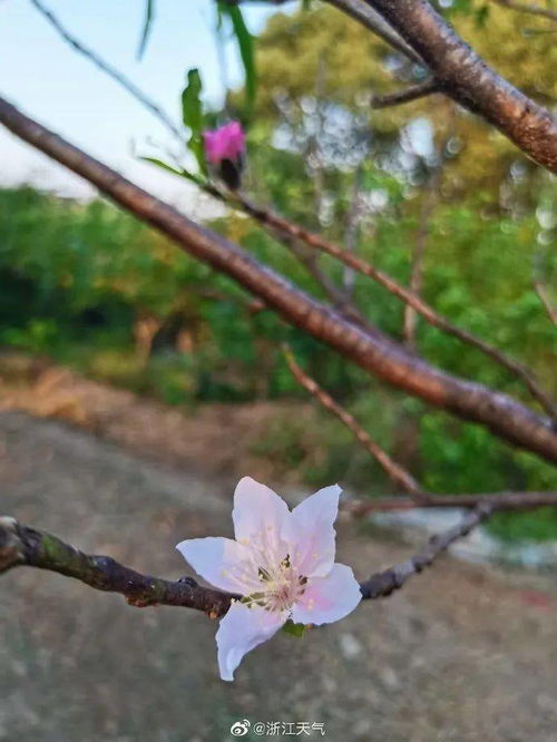 桃花几月开花最合适？不同地区花期真的不一样吗