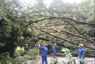 扶正那些歪歪扭扭的苗木