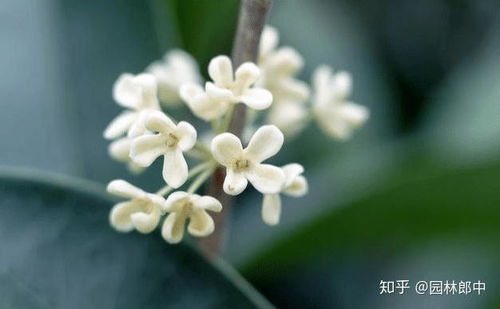 桂花为何第二年不开花？