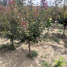 黑松树价格影响因素