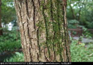 树皮与整体形态，品种的直观展示