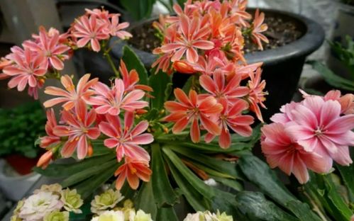 春季和秋季种植海棠， 时机要抓准