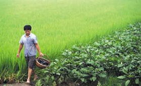 环境因素， 影响打药频率