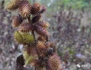 苍耳子的成熟期