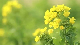 春天的脚步悄悄近了