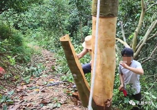 桂皮树剥皮会死吗？剥皮后树还能活吗
