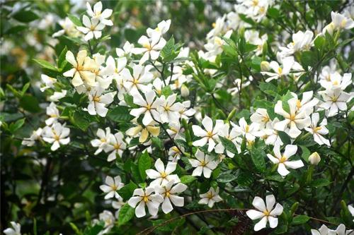 栀子花：夏日里的清凉使者