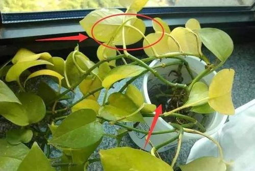 浮水植物叶子变黄，这是怎么回事呢？