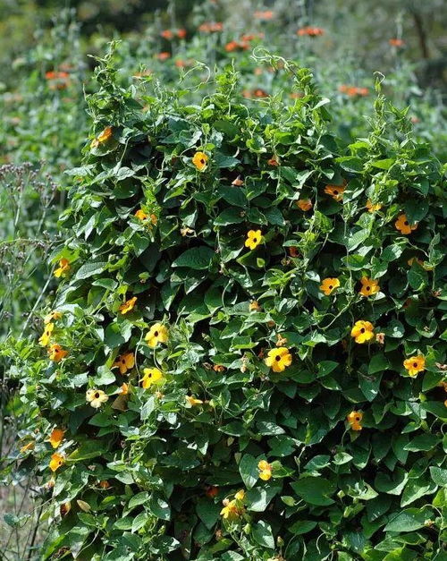 在阳台角落种花，享受生活的美好