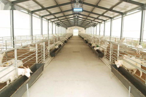 寒潮来袭养猪场如何防寒保暖？五大实用攻略有哪些？