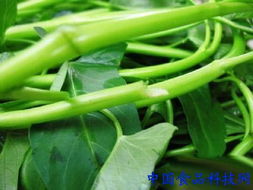 空心菜， 生命力旺盛的夏日佳肴