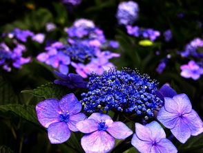 八仙花，花色斑斓