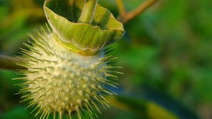 新华日报的报道