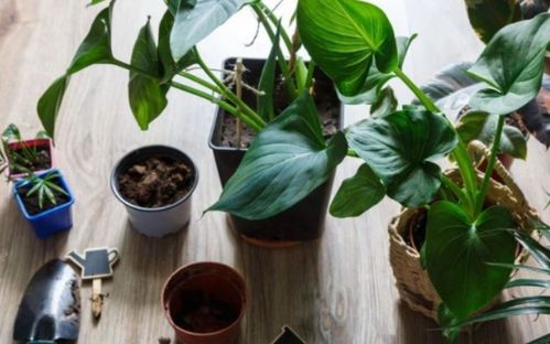 坟墓是寄托哀思、 纪念先人的地方