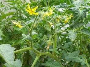 国光茎块膨大农药：对番茄生长有副作用吗？