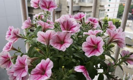 矮牵牛「红色旋风」：小空间的大色彩