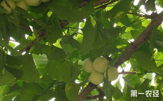 银杏种子的播种方法，轻松学会，让你的家园增添一抹金黄！