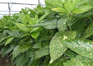 种植珊瑚花的步骤