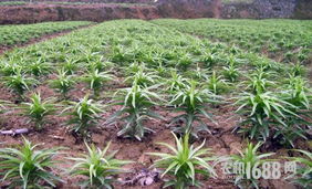 探索百合花的自然生态与人工栽培：种植技巧大揭秘