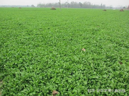 冬天可收割的牧草品种