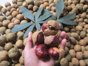 果树的药水，到底该洒哪？