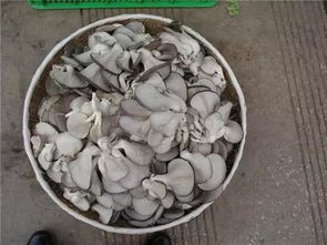 东北干蘑菇泡发方法及颈部处理问题