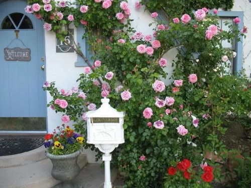 阳光充足， 花儿才灿烂