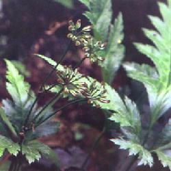 甘肃珍稀植物的世界