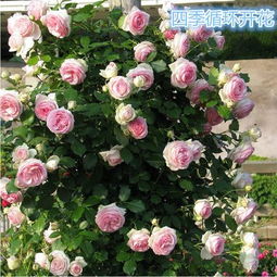 盆栽与地栽紫荆花的过冬措施