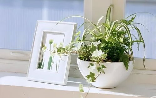 将大颗多肉植物巧妙拆分，如何完美嵌入核心关键词