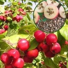 西府海棠种子的蕞佳育苗时间