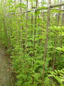 紫藤树的种植地点选择