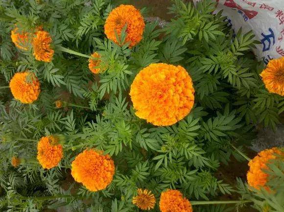 金凤花喜温暖湿润，耐半阴