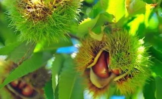 元宝枫种子错过采摘这21天蕞佳采摘时间是什么时候？