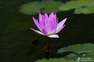 紫色睡莲的美丽传说