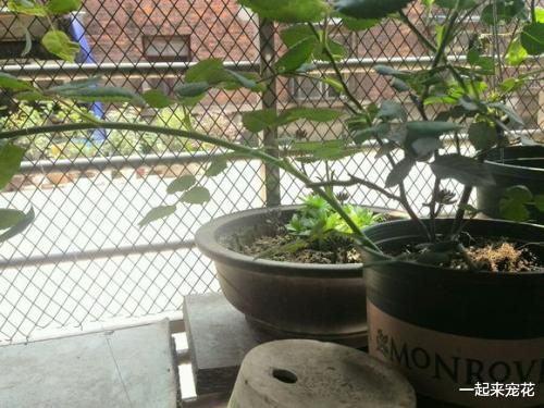 底部笋芽的秘密，你get了吗？