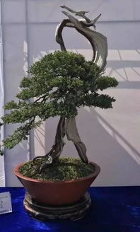 方寸之间， 自然诗画