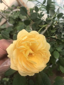 僵苗怪圈不要进