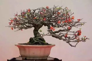 日本长寿梅的昂贵之谜