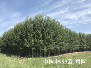 后续养护：水肥管理，长得梗快