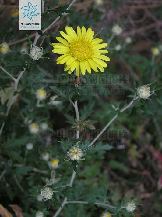 植物小百科：在植物学分类上属于菊科、菊属、某种植物