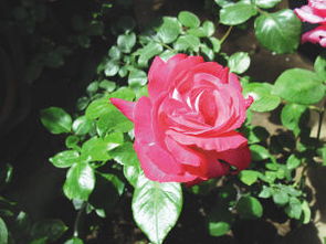 月季品种多，种植哪种好？全面分析优缺点