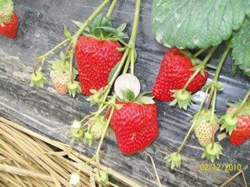 草莓苗种植：邦赛克30甲霜恶霉灵用量揭秘