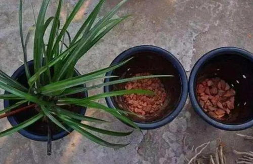 高深花盆种啥植物？爆款花卉推荐！