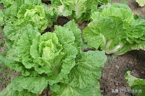 白菜种植适合使用什么类型的肥料？
