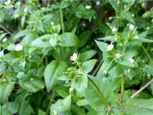 鹅肠菜药用价值高，农业新宠
