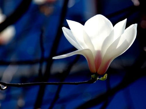 花芽颜色的差异