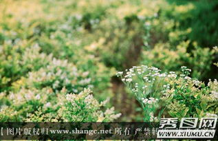 常见植物推荐：美化江边的绿色手笔